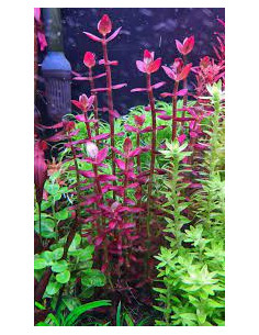 Bacopa salzmannii 'Purple' en pot 2