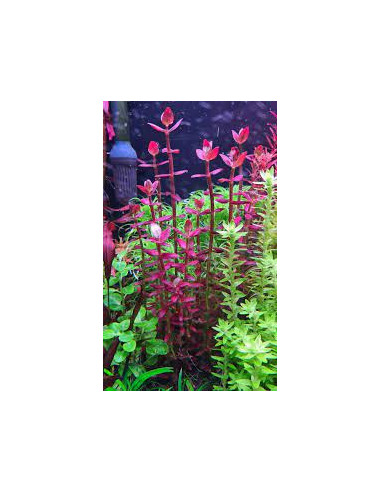 Bacopa salzmannii 'Purple' en pot