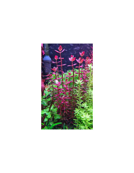 Bacopa salzmannii 'Purple' en pot