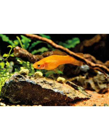 Oase - Organix Power Sticks - 175ml