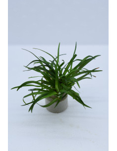 Eriocaulon sp. ‘Dong Ha’ 2