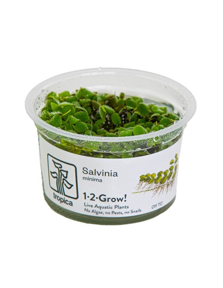 Salvinia Minima - Invitro