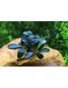Bucephalandra 'Deep Purple' Invitro 2