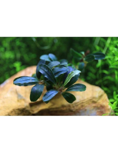 Bucephalandra 'Deep Purple' Invitro
