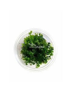 Bolbitis heteroclita...