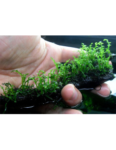 Bolbitis heteroclita 'Difformis Invitro 2