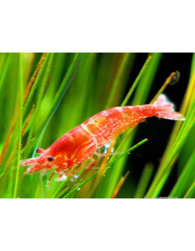 Neocaridina davidi "Red Cherry” (Déclassés) lot de 20)