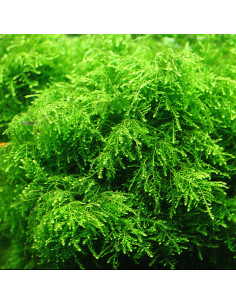 Vesicularia ferriei 'Weeping Moss' - Invitro 2