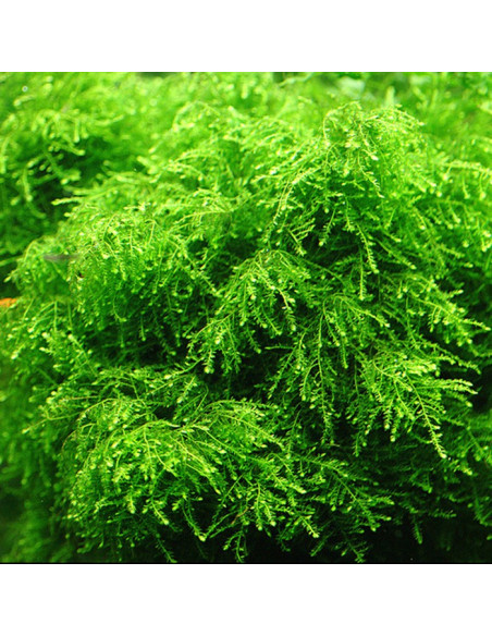 Vesicularia ferriei 'Weeping Moss' - Invitro