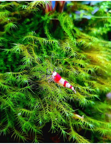 Caridina cf. cantonensis - Red Crystal lot de 10pcs