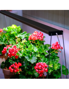 Twinstar - Spring Wire 35cm Set 2