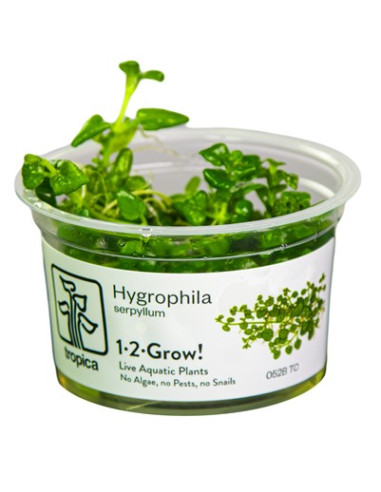 Hygrophila serpyllum - Invitro