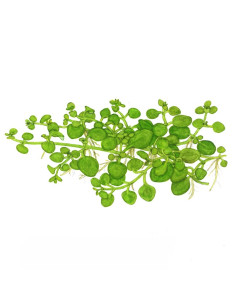 Hygrophila serpyllum - Invitro 2