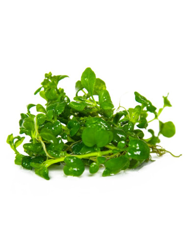 Hygrophila serpyllum - Invitro