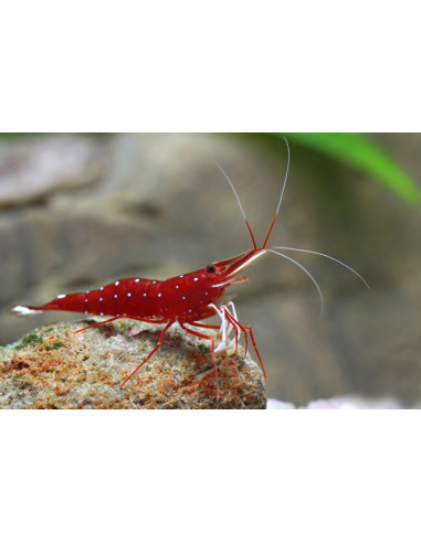 Caridina dennerli - Crevette cardinal de Sulawesi