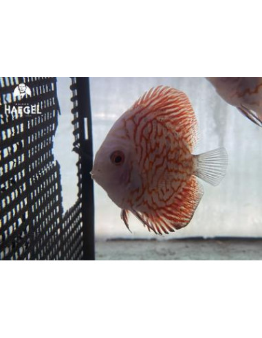 Discus Pigeon Blood Red  6-7cm