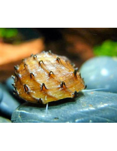 Neritina juttingae 1cm