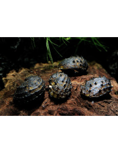 Neritina juttingae 1cm 2