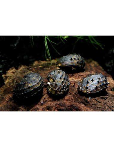 Neritina juttingae 1cm