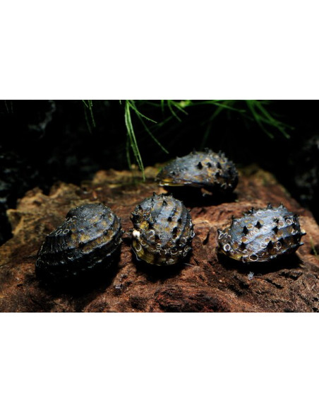 Neritina juttingae 1cm