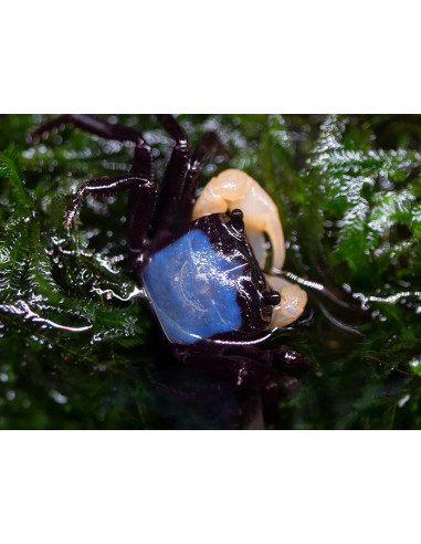 Crabe Borneo "Blue Panda" - Lepidothelphusa  2 cm