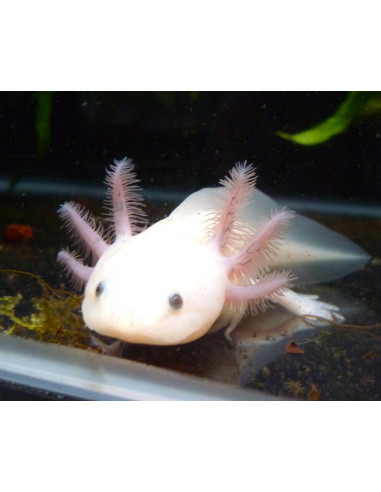 Axolotl albinos (ambystoma mexicanum) 10-12cm