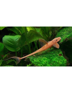 L 010A Rineloricaria Lanceolata rouges 4-4,5cm