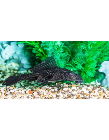 L109 Hypostomus plecostomus 4-4,5cm