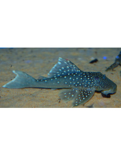 L128 Hemiancistrus Blue Phantom 4-5cm