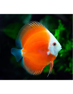 Discus Marlboro Red 6-7 cm
