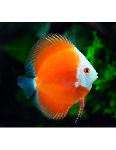 Discus Marlboro Red 6-7 cm