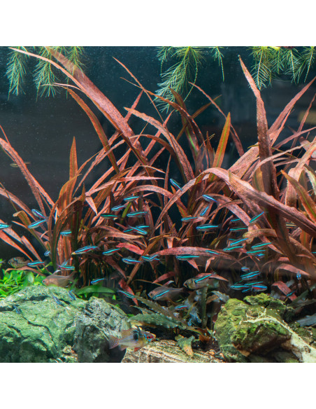 Cryptocoryne Spiralis Red - Invitro