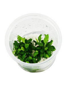 Anubias nana Bonsai Invitro