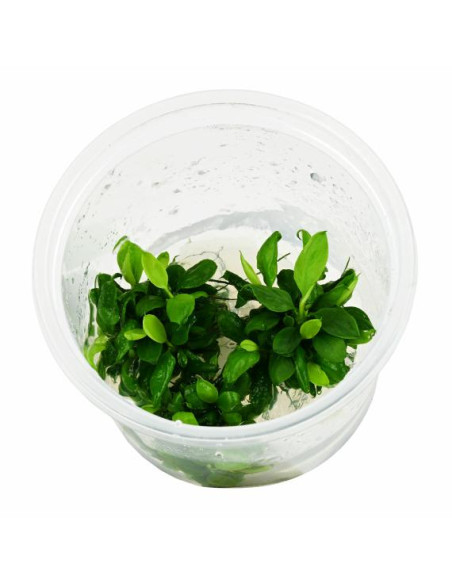 Anubias nana Bonsai Invitro