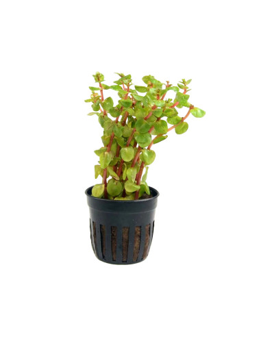 Rotala rotundifolia Blood Red en pot