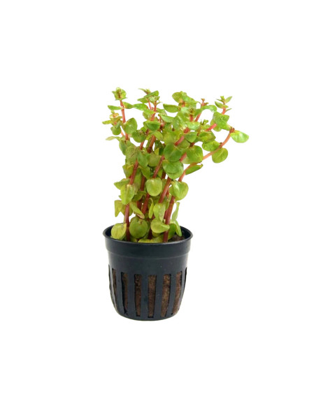 Rotala rotundifolia Blood Red en pot