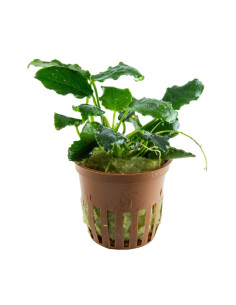 Anubias barteri var. nana 'Kirin' en pot