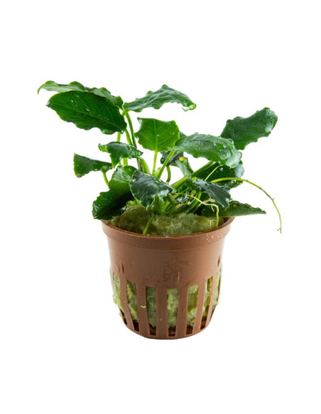 Anubias barteri var. nana 'Kirin' en pot