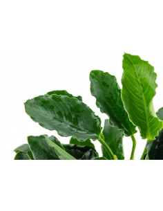 Anubias barteri var. nana 'Kirin' en pot 2