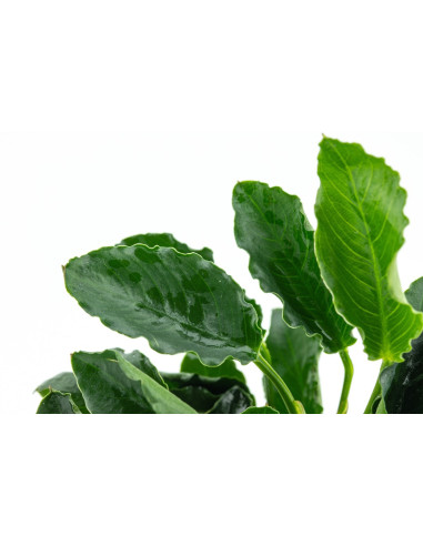 Anubias barteri var. nana 'Kirin' en pot