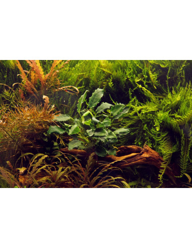 Anubias barteri var. nana 'Kirin' en pot