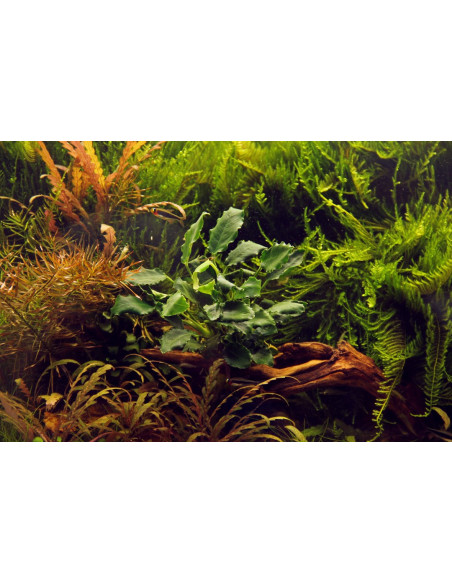 Anubias barteri var. nana 'Kirin' en pot