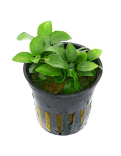 Anubias barteri var. nana 'Mini Mini