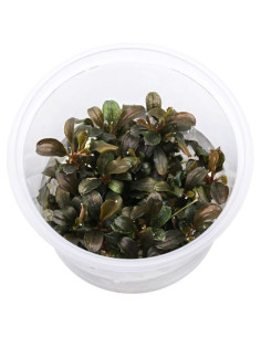 Bucephalandra sp. 'Theia Red' Invitro