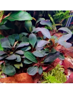 Bucephalandra sp. 'Theia Red' Invitro 2