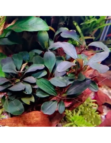 Bucephalandra sp. 'Theia Red' Invitro