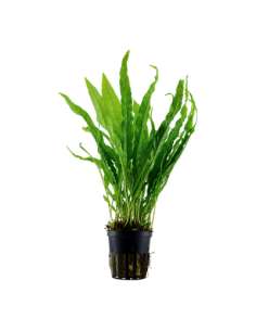 Microsorum pteropus en pot 2