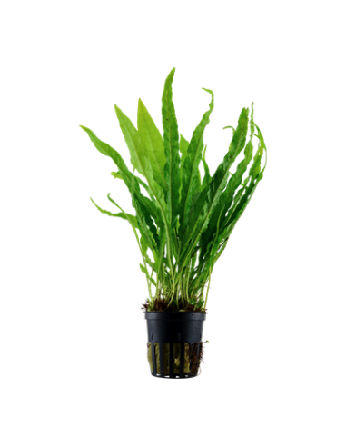 Microsorum pteropus en pot