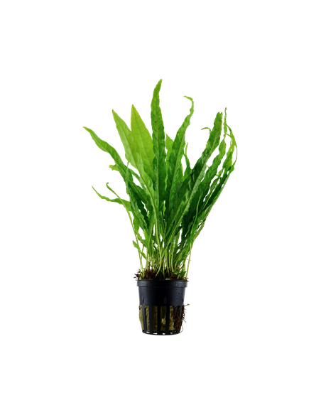 Microsorum pteropus en pot