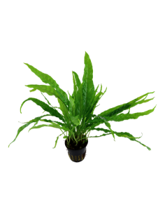 Microsorum pteropus en pot